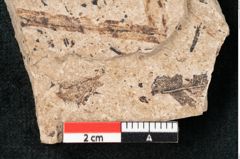 Foto (Detailansicht) von Puccinites lanceolatus Ettingshausen (NHMW-GEO-2024-0188-8199)
